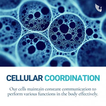 Slider image (7) Blue Phoenix for Regenerative Wellness